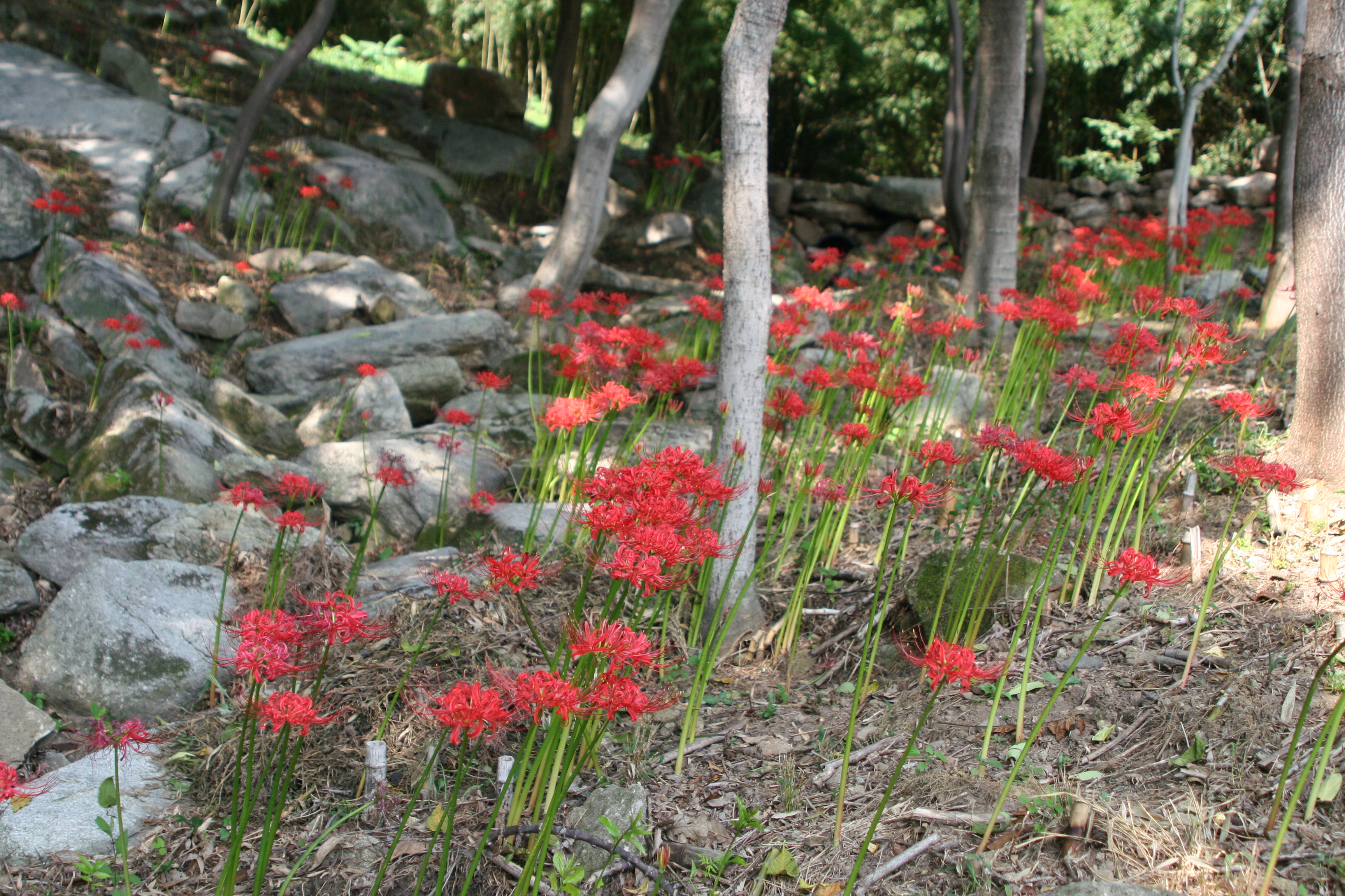 Lycoris radiata